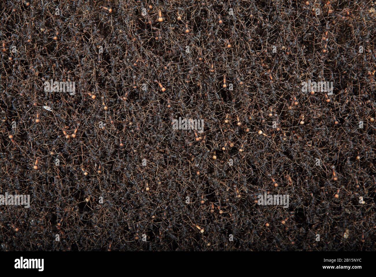 Bivouac of Army Ants (Eciton burchellii) on tropical dry forest floor, Santa Rosa National Park, Costa Rica. Stock Photo