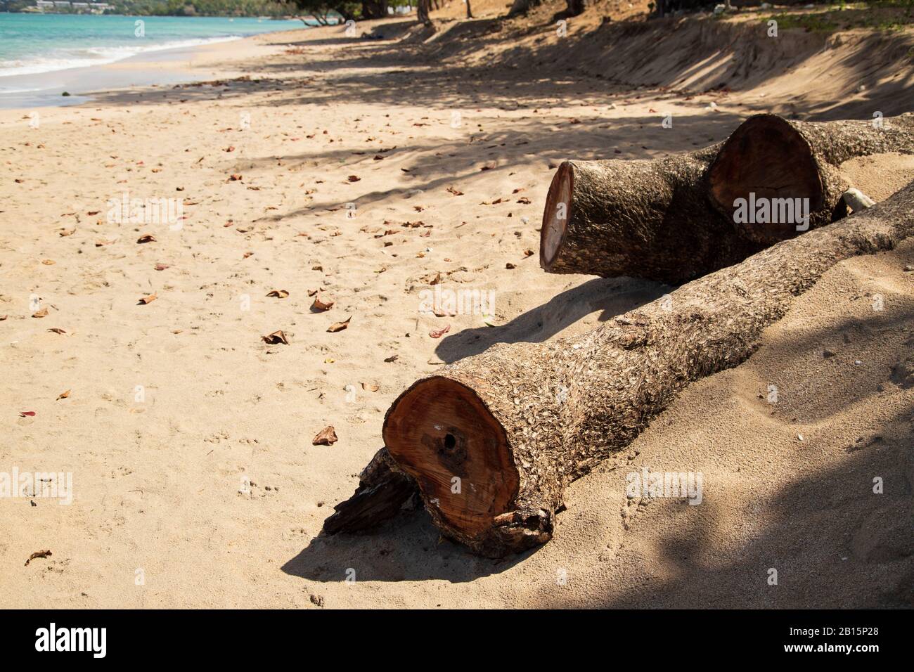 Sawn tree trunks of cedar trees on the beach weathered by the hot Caribbean sun Stock Photo