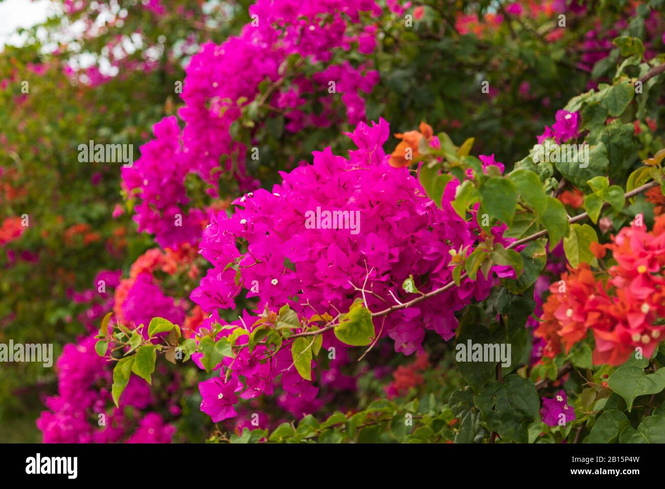 Elegant bright pink bougainvillea flowers of various colors among bright green leaves Stock Photo
