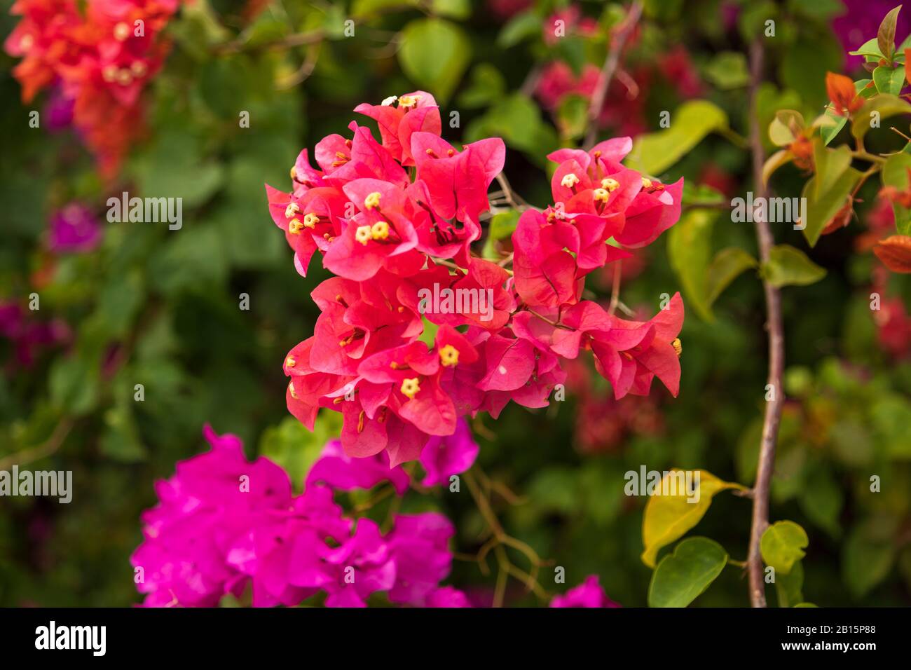 Beautiful elegant bright pink bougainvillea flowers Stock Photo