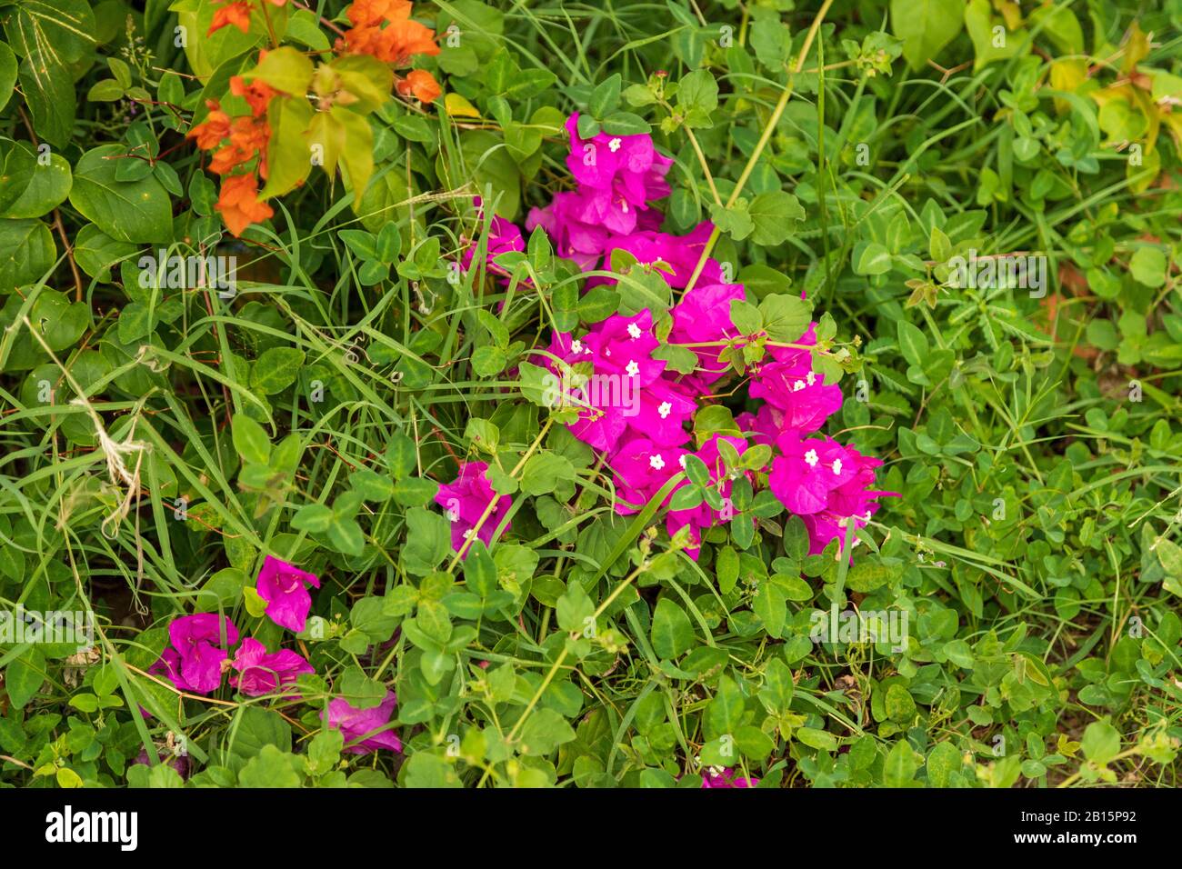 Beautiful dark bright pink bougainvillea among green grass Stock Photo