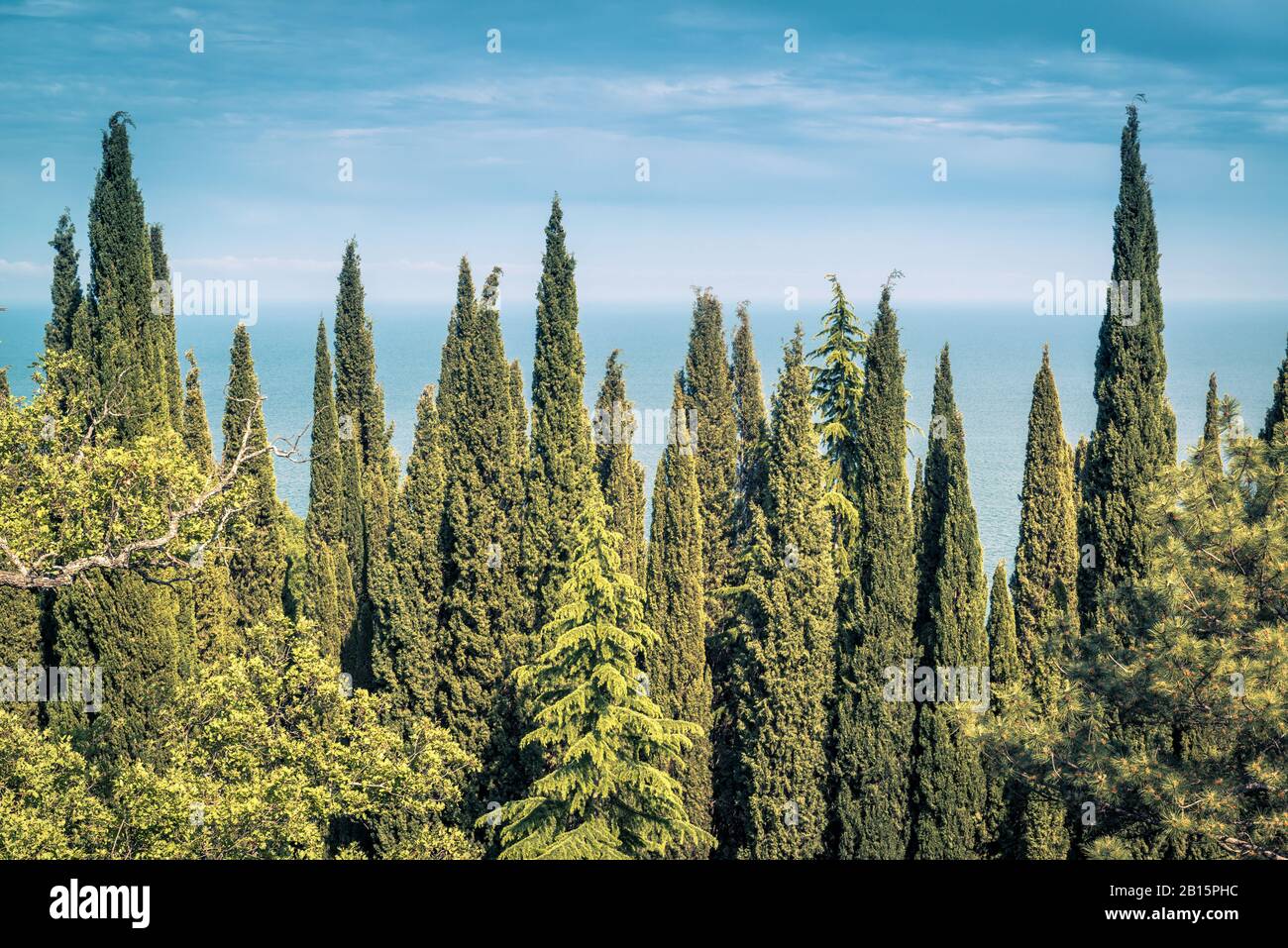 Cypress trees on the Black Sea background in Crimea. Panoramic scenic view of green coniferous trees. A hedge of a lot of cypress in summer. Scenery o Stock Photo