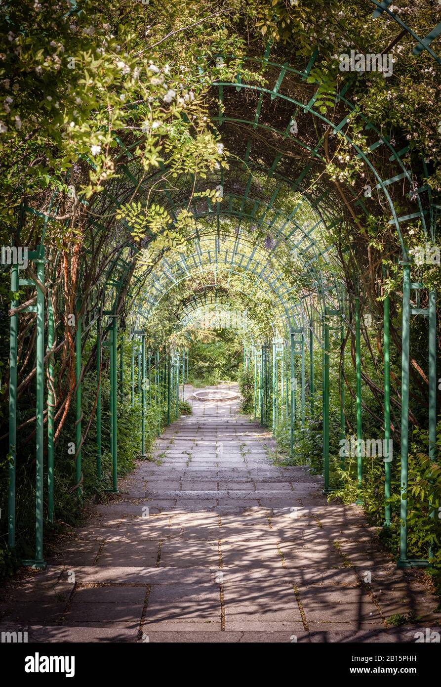 Green natural tunnel of plants and flowers in summer. Old walkway under green arches. Beautiful long pergola in a large garden. Abandoned overgrown tu Stock Photo