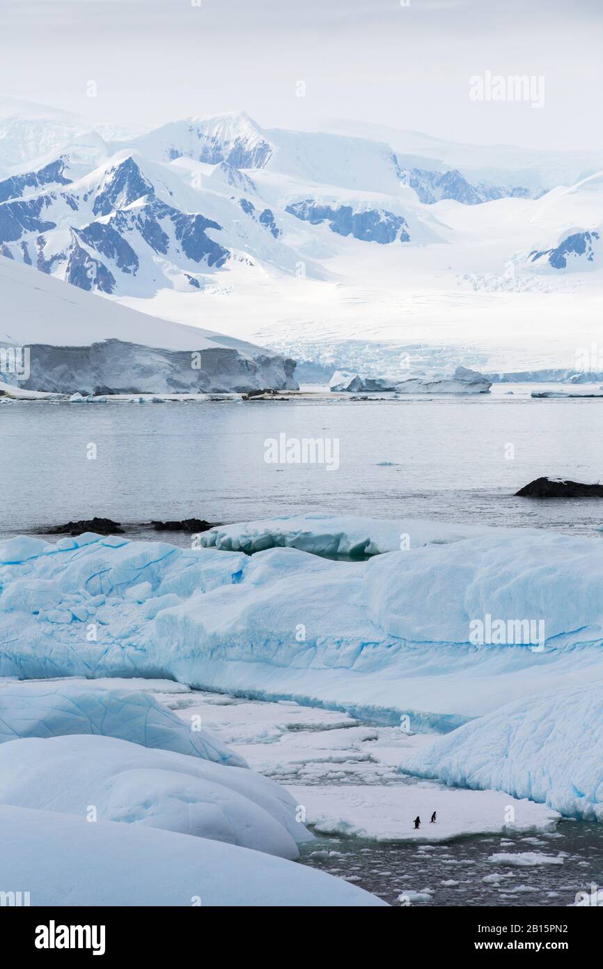 Icebergs with Adelie Penguins and dramatic mountain scenery from