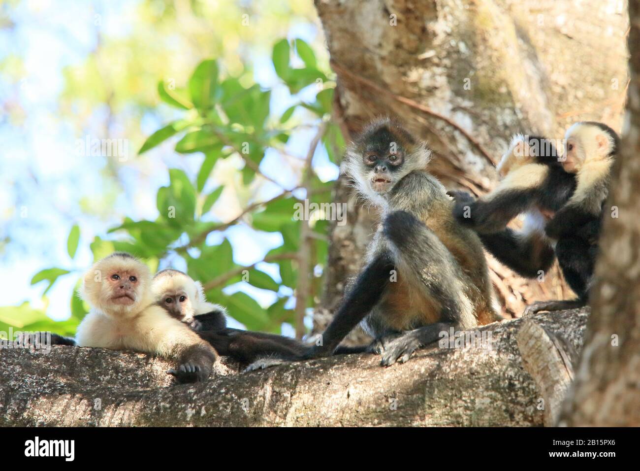 White-faced Capuchin Monkey (Cebus capucinus) grooming a Central American Spider Monkey (Ateles geoffroyi). Santa Rosa National Park, Guanacaste, Cost Stock Photo