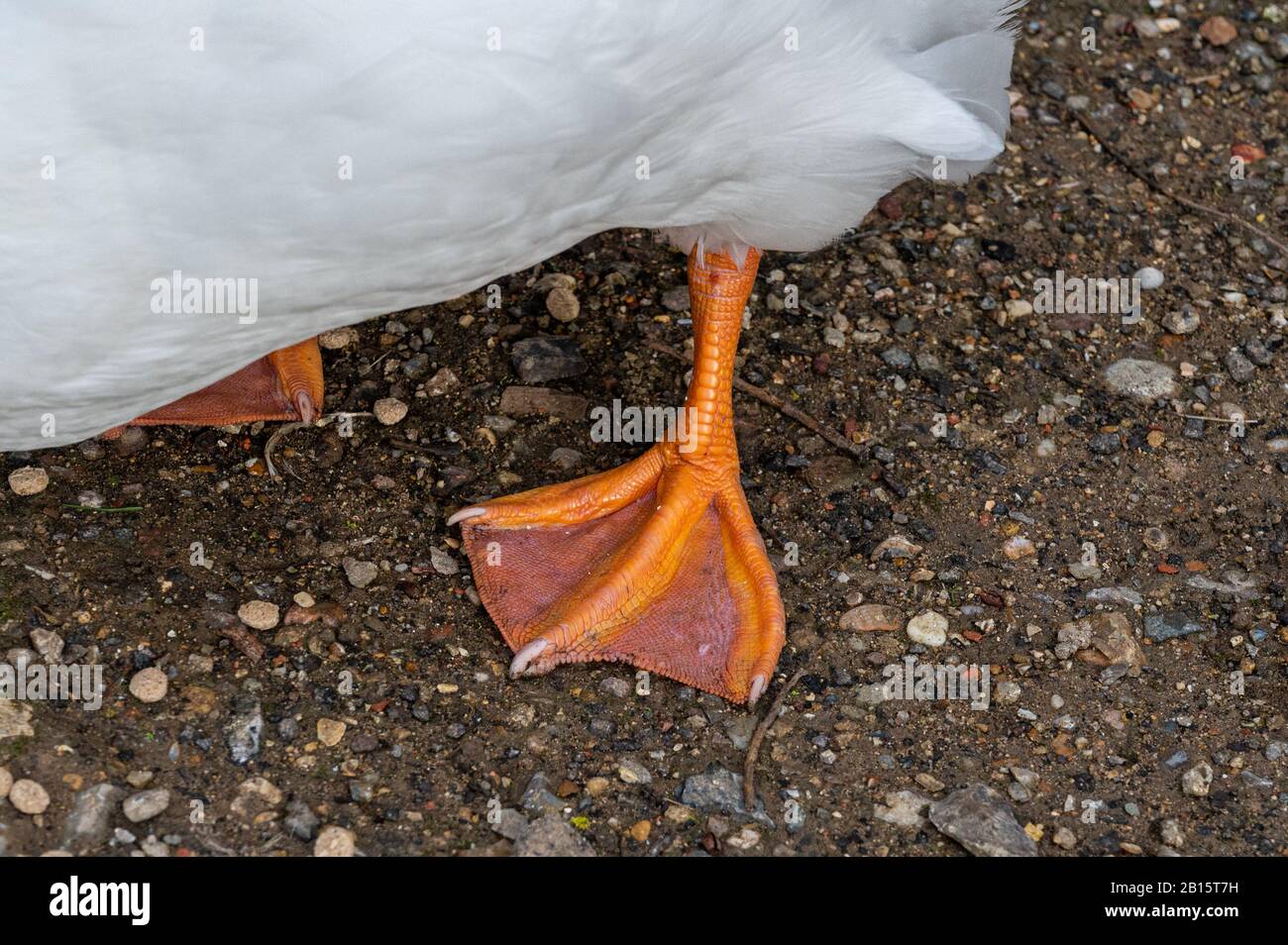 Webbed orange feet of American Pekin Duck Stock Photo