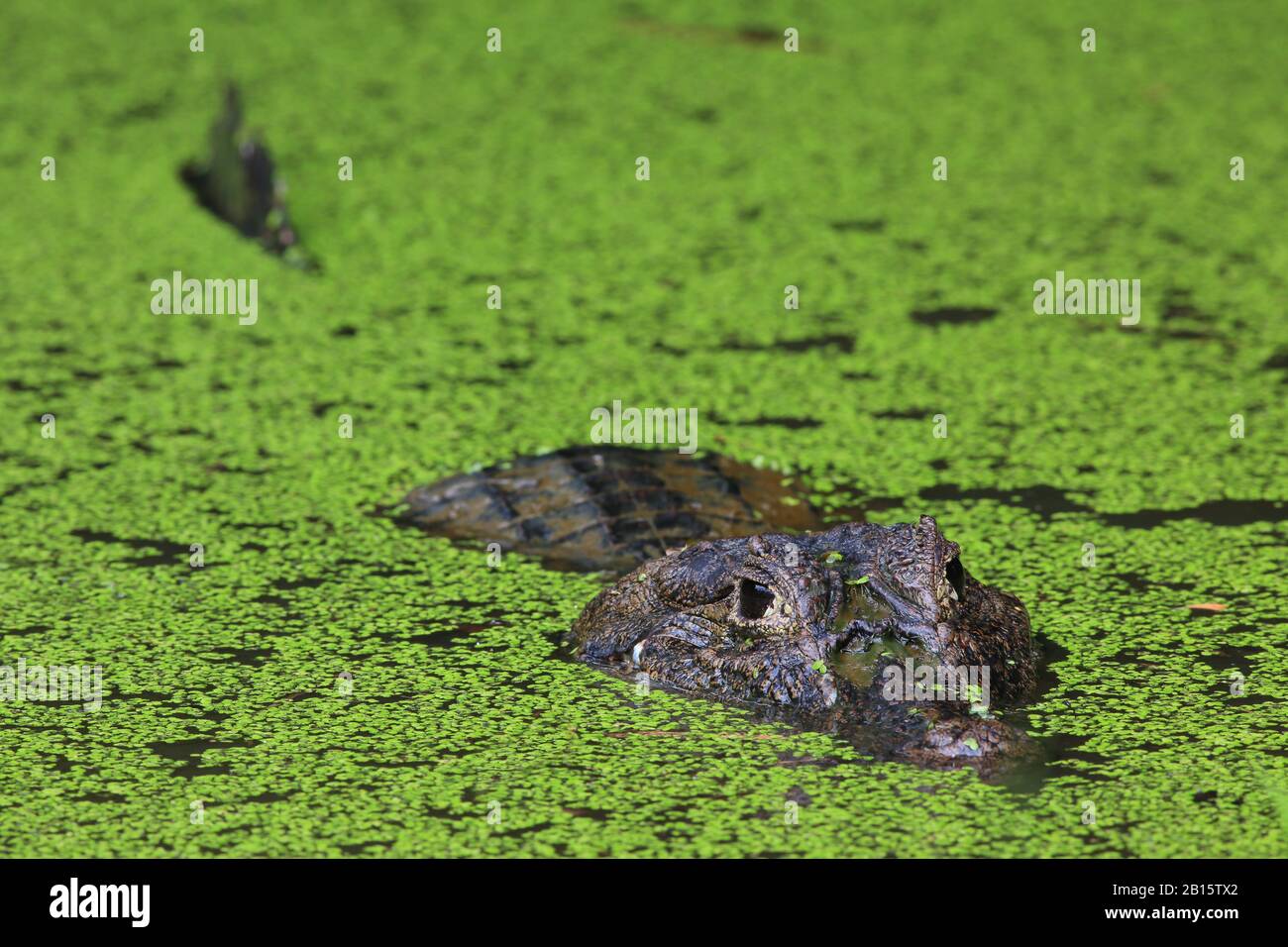 Spectacled Caiman (Caiman crocodilus) in lagoon. Puerto Viejo de Talamanca, Caribbean coast
