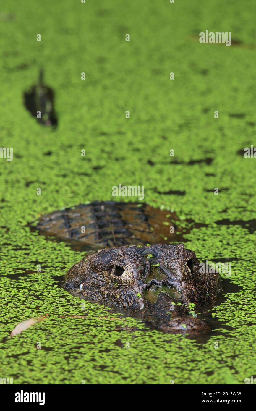 Spectacled Caiman (Caiman crocodilus) in lagoon. Puerto Viejo de Talamanca, Caribbean coast, Costa Rica. Stock Photo