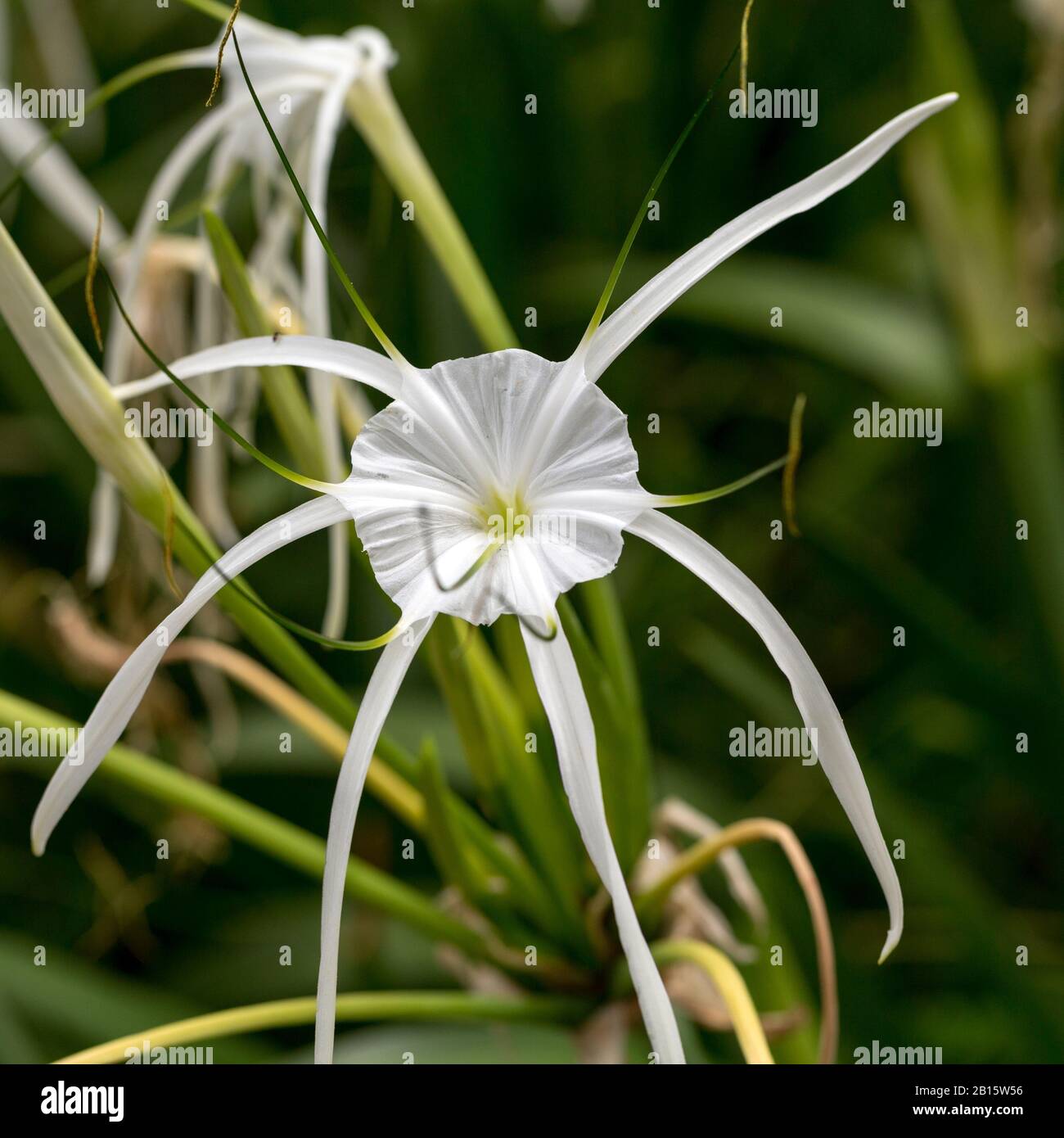 A Peruvian daffodil or beach spider lily, Hymenocallis littoralis, flowering ornamental bulbous plant Stock Photo