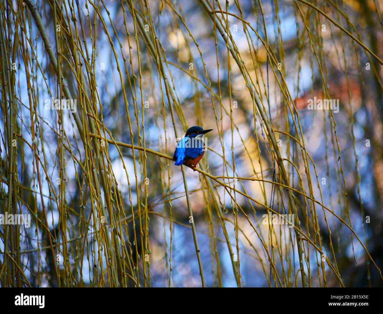 Ulm, Germany: A kingfisher bird in the Fishermen's quartier (Fischerviertel) Stock Photo