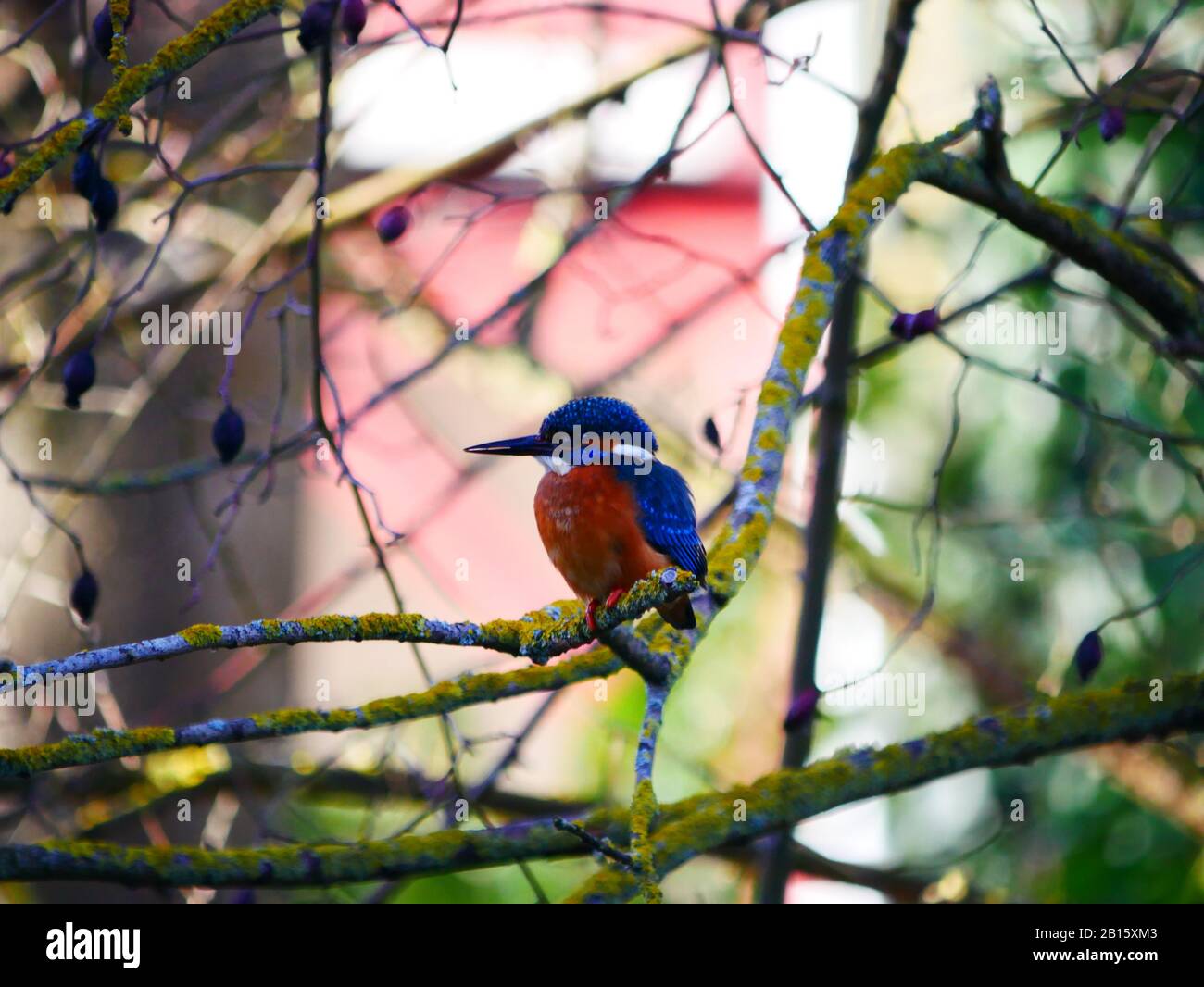 Ulm, Germany: A kingfisher bird in the Fishermen's quartier (Fischerviertel) Stock Photo