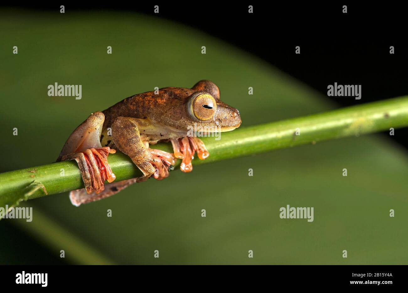 Harlequin Gliding Tree Frog (Rhacophorus pardalis), Danum Valley Conservation Area, Sabah, Borneo, Malaysia Stock Photo