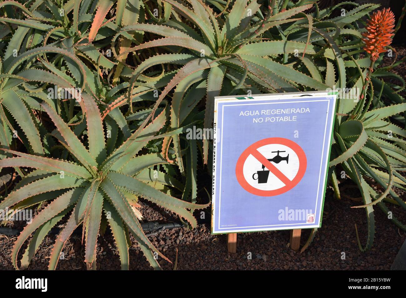 Green plants, sign (in Spanish) regenerated water (agua regenerada) and undrinkable (no potable). Waste water used for plants due to water shortages. Stock Photo
