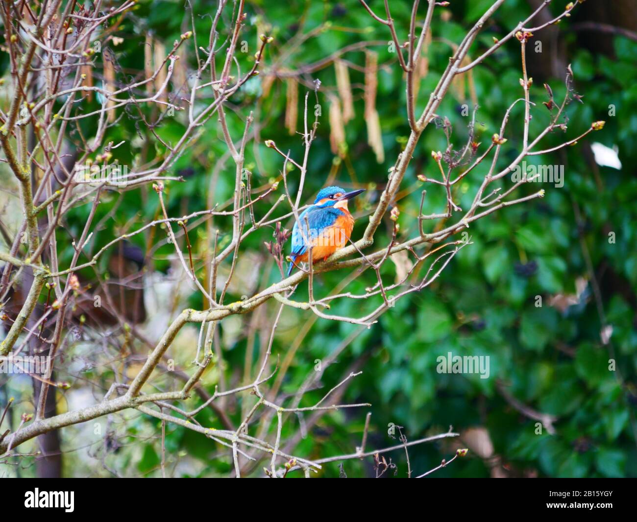 Ulm, Germany: A kingfisher bird in the Fishermen's quartier (Fischerviertel) Stock Photo