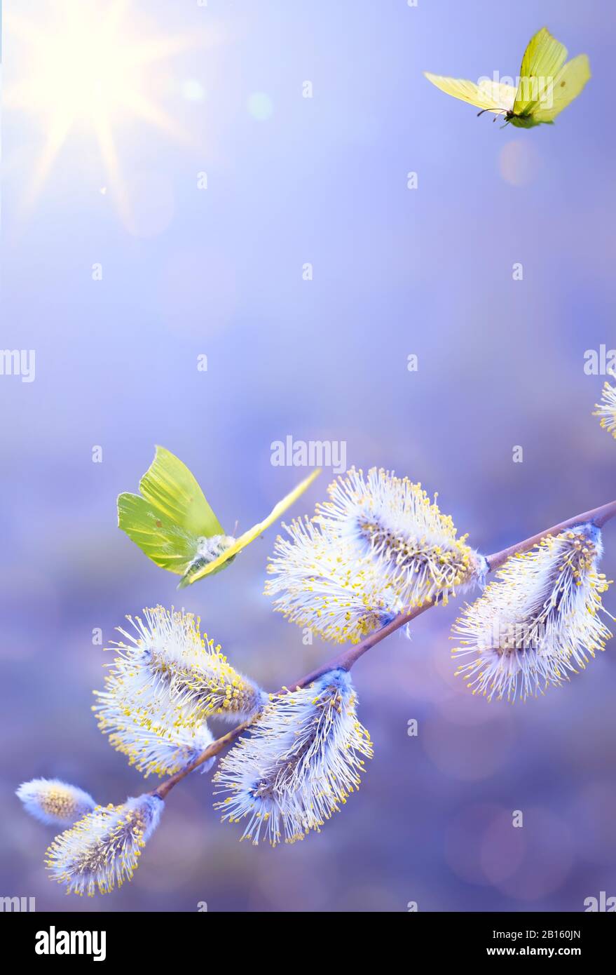 Art Spring Blooming tree border; Spring flower background with white ...