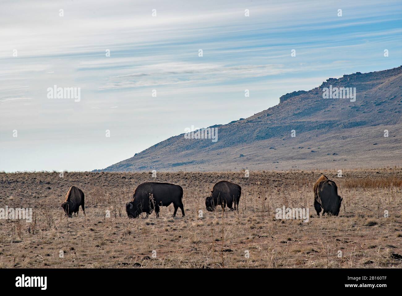 American Bison grazing on Antelope Island, Utah, USA.  This is a purebred her.  Most bison are bred with domestic, cattle called beefalo. Stock Photo