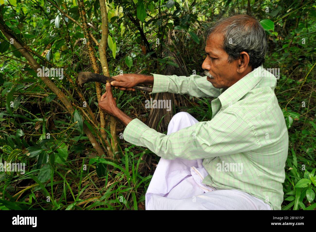 Sri Lanka, Uva province, Dombagahawela, Madara, farmer harvesting cinnamon Stock Photo