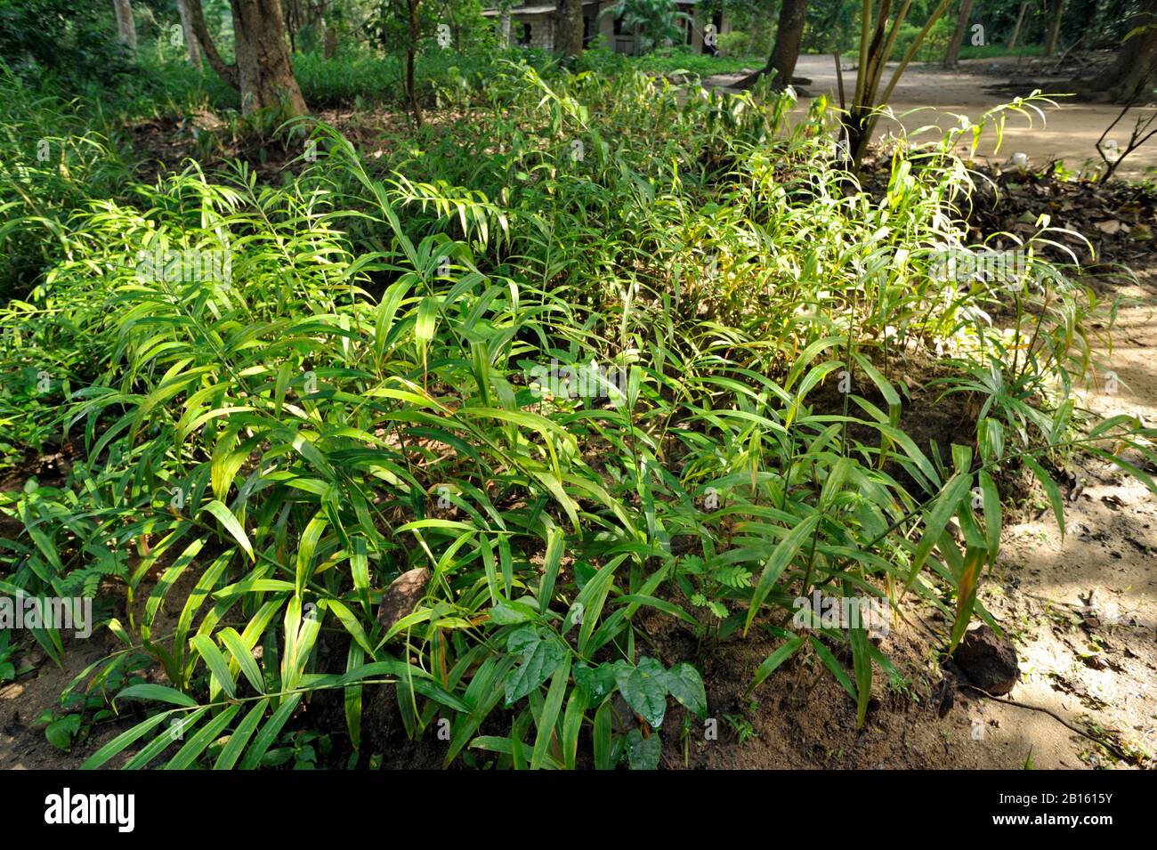 Sri Lanka, Uva province, Dombagahawela, Madara, ginger plants Stock Photo