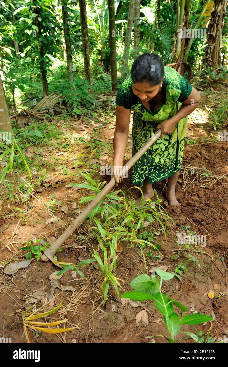 Sri Lanka, Uva province, Badalkumbura district, farmer harvesting ginger Stock Photo