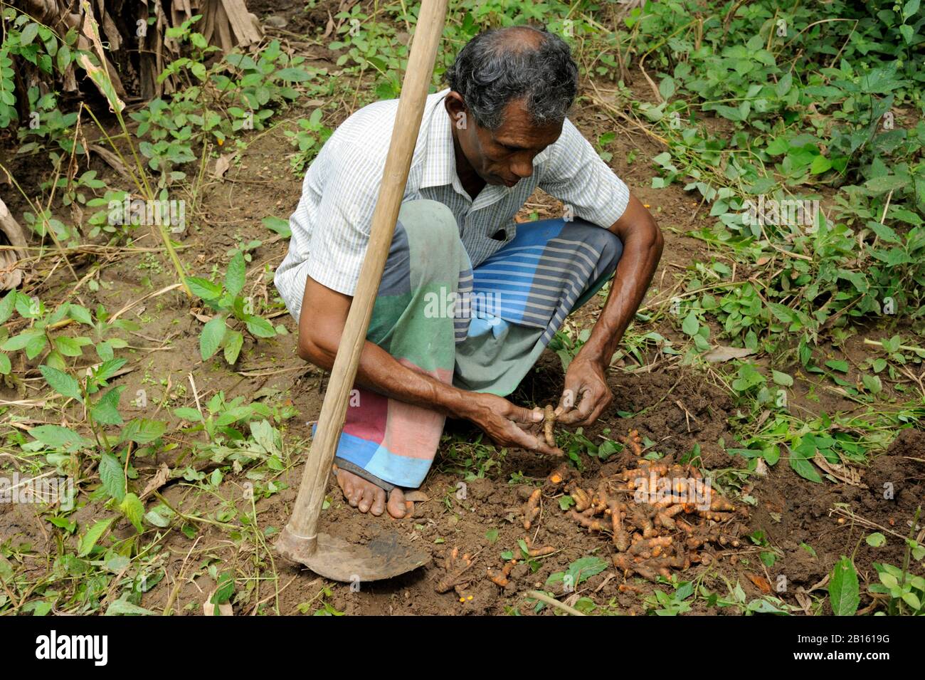 Sri Lanka, Uva province, Badalkumbura district, farmer harvesting turmeric Stock Photo