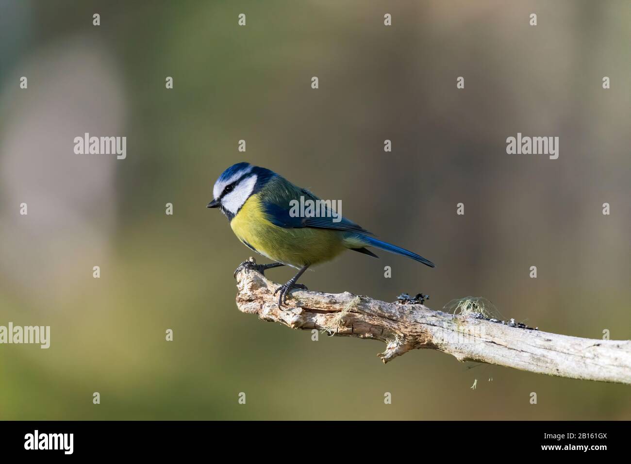 Blue Tit, Parus caeruleus, perching on a branch in Scotland in winter. Stock Photo