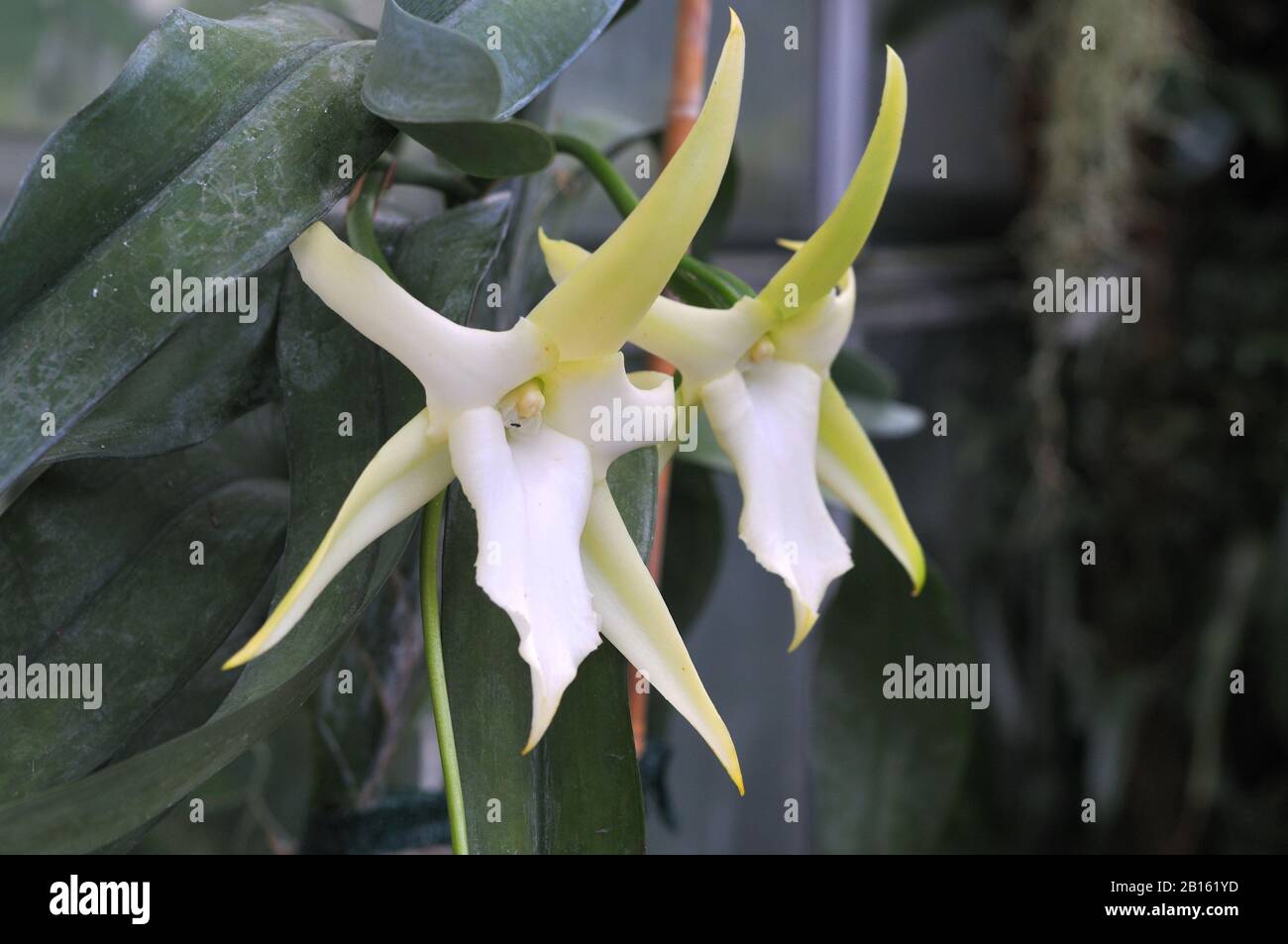 large inflorescences of a christmas orchid, angraecum sesquipedale, an epiphytic plant Stock Photo