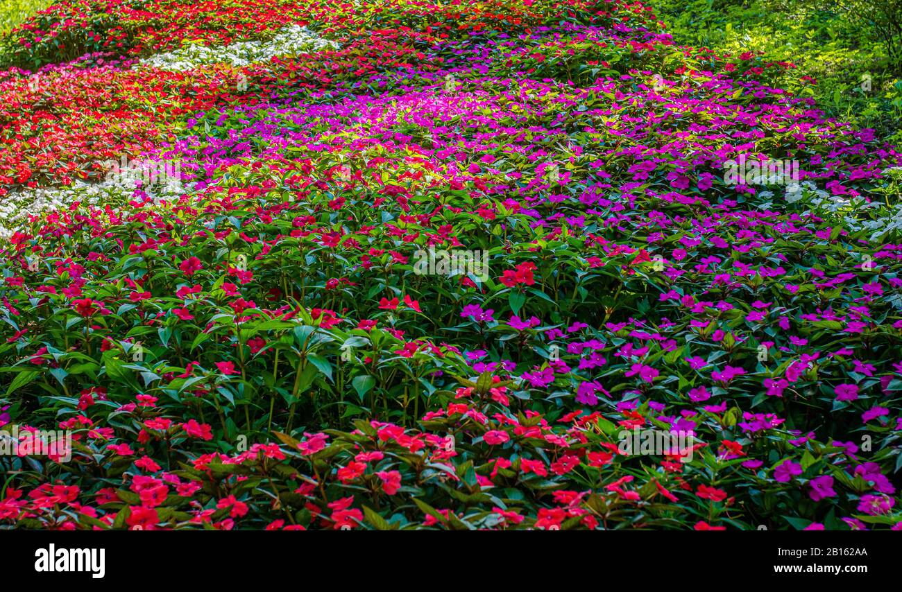 Flowerin meadow gardens. Multicolor flowers in autumn. Multi-colored field of flowers. Stock Photo