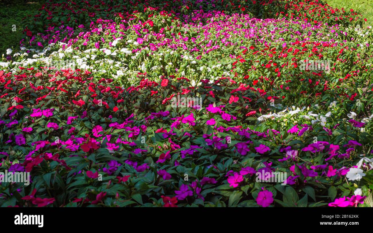 Flowerin meadow gardens. Multicolor flowers in autumn. Multi-colored field of flowers. Stock Photo