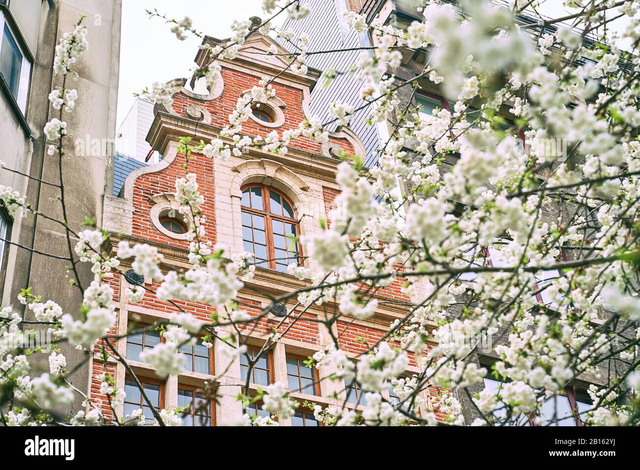 Spring in Brussels, Belgium. Cherry trees blooming on old red brick building background. Vintage