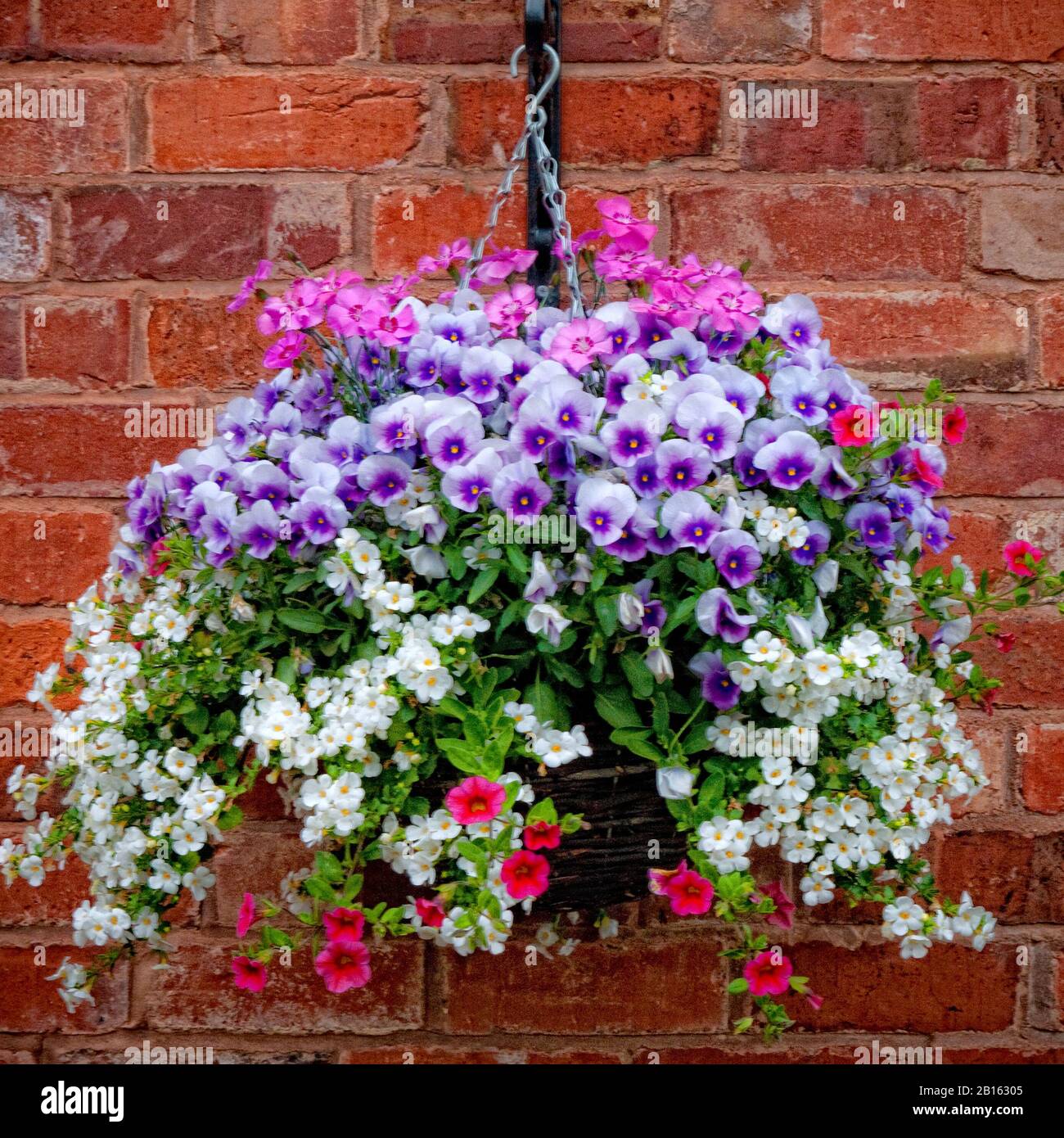 Seasonal Wild Flower Hanging Basket Stock Photo - Alamy