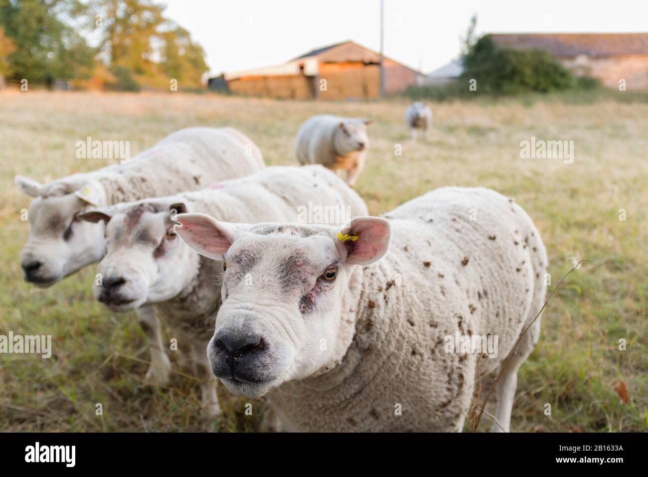 Male sheep, faces of rams in a field in England, UK Stock Photo