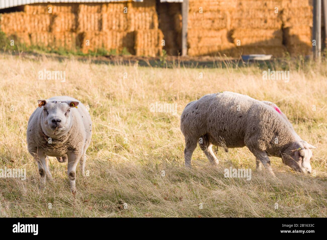Sheep or rams, farm animals grazing in a field, UK Stock Photo