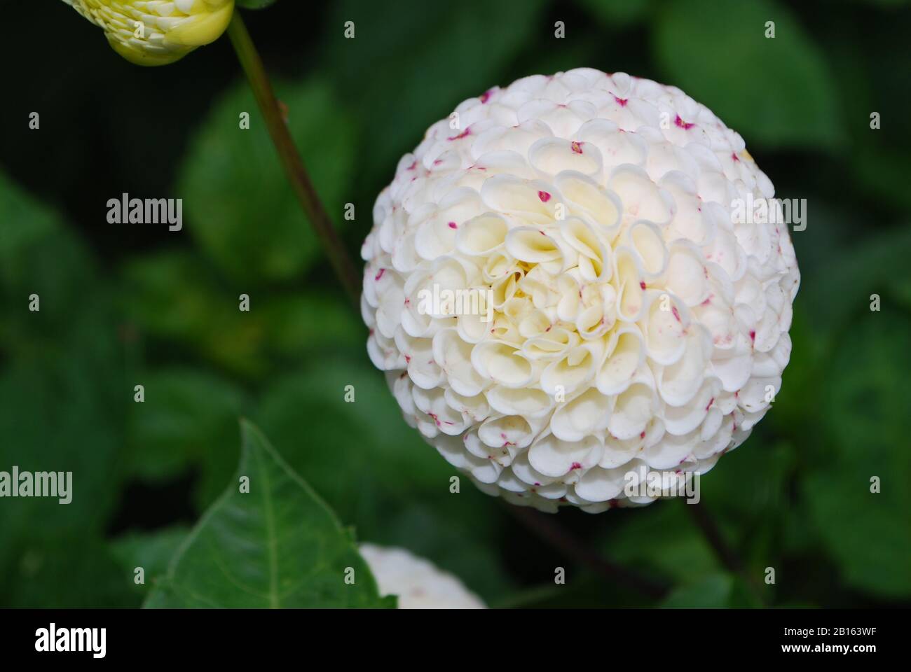 White and Pink Dahlia Flower Stock Photo