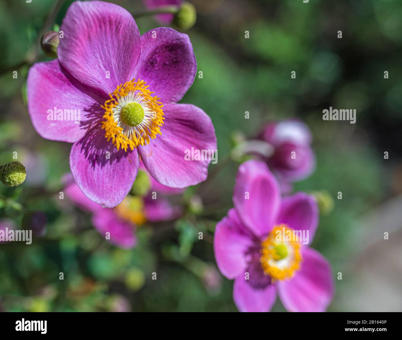 anemone flower purple Anemone hupehensis) plants in flower. Pink garden plant in the family Ranunculaceae. Closeup on Japanese Anemone flowers Stock Photo