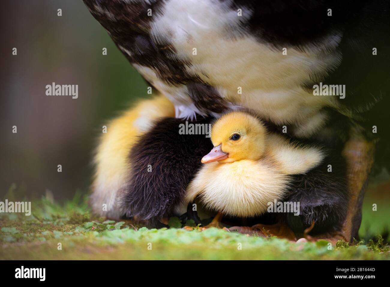 Little ducklings eat from mom, Faial, Azores, Portugal, Iberian peninsula, Western Europe Stock Photo