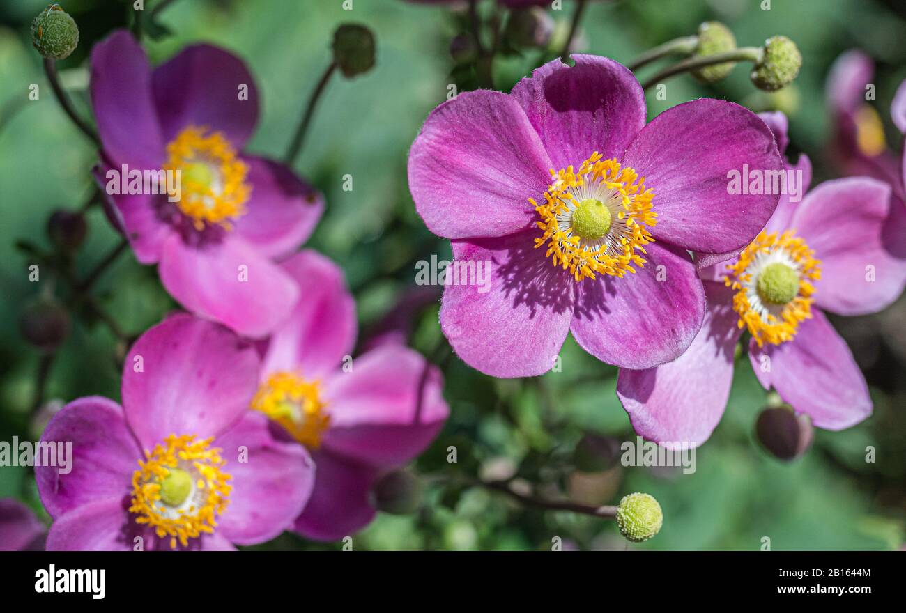 pink flowers of the hardy perennial Japanese anemone, Anemone x hybrida 'Serenade'. Closeup on