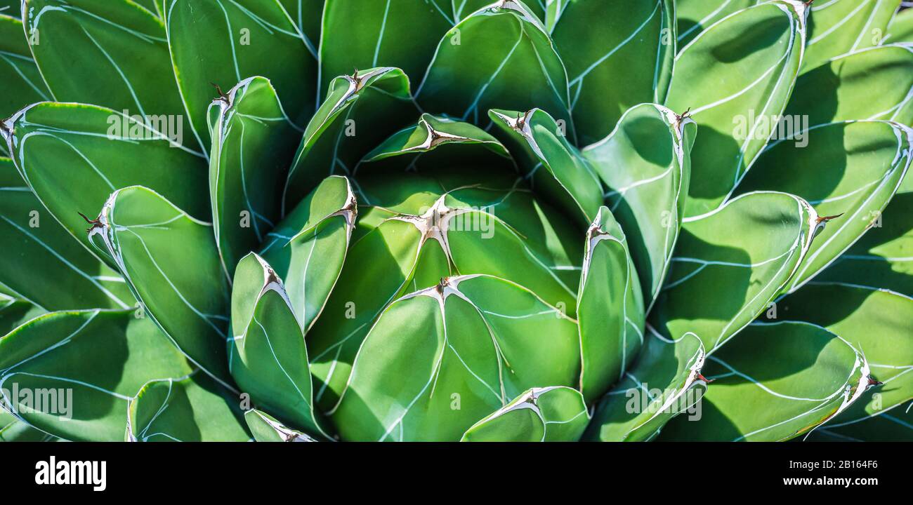 Agave Victoriae Reginae (queen Victoria agave). Close up of variegated leaves. Beautiful small agave from northern Mexico. Stock Photo