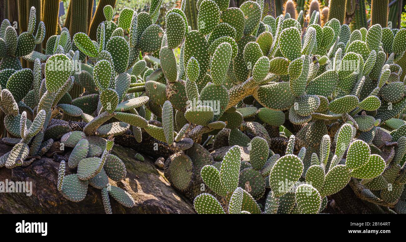Opuntia microdasys also known as bunny ears or polka dot cactus. Garden of cactaceae plants. Stock Photo