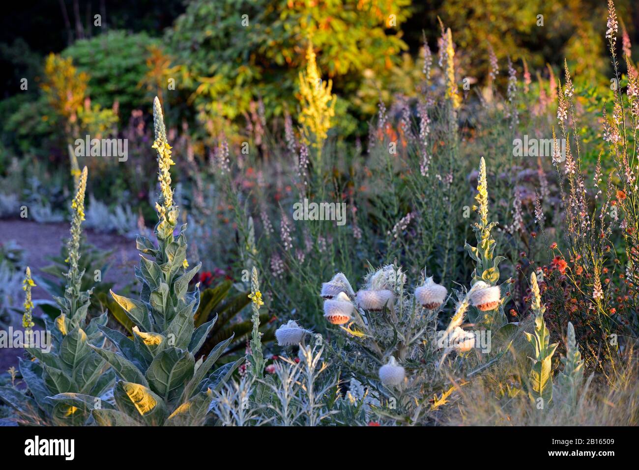 Verbascum thapsus,great mullein,common mullein,flower spikes,spires,Cirsium eriophorum,woolly thistle,herbaceous biennial,giant thistles,ornamental th Stock Photo
