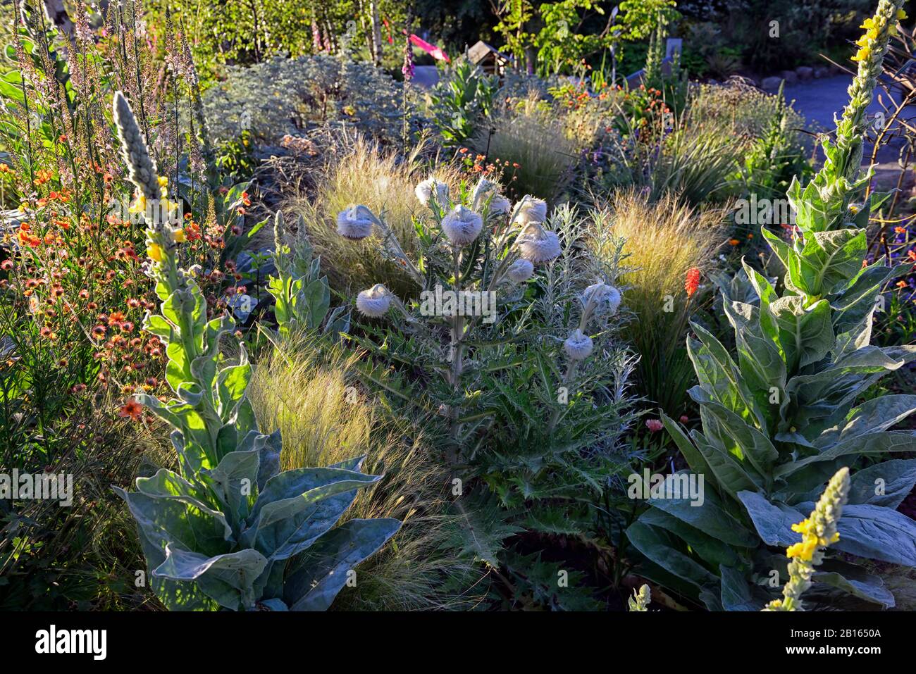 Cirsium eriophorum,woolly thistle,herbaceous biennial,giant thistles,ornamental thistle,RM Floral Stock Photo