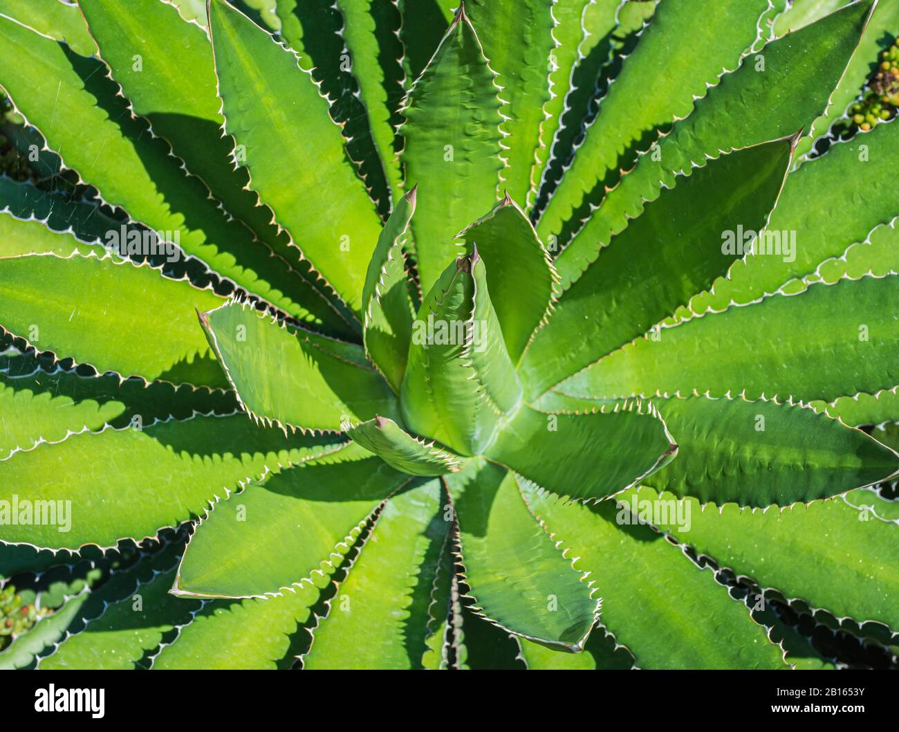 Agave lophantha. Succulent Plant. Agave univittata, the thorn-crested century plant, is a plant species native coastal areas southern Texas. Stock Photo