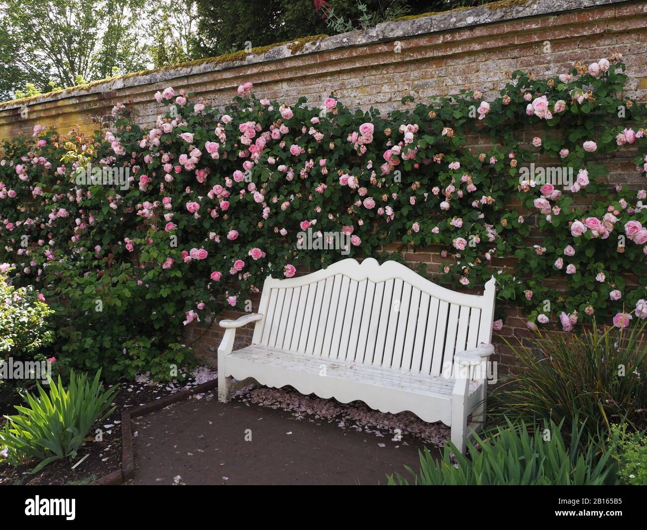 an elegant white wooden bench near a brickwall with pink roses growing all over it Stock Photo