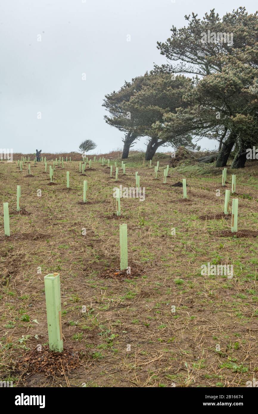 Tree Planting, Mourier Valley, St. John, Jersey, Channel Islands. Stock Photo