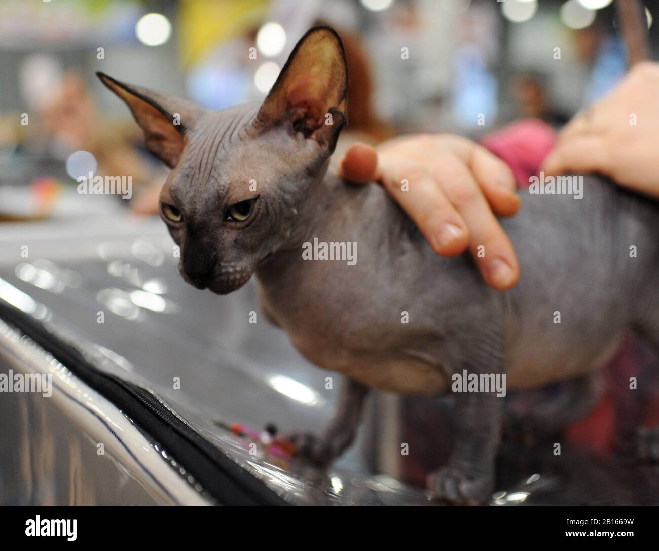 Sphynx cat at cat show in Moscow Stock Photo Alamy