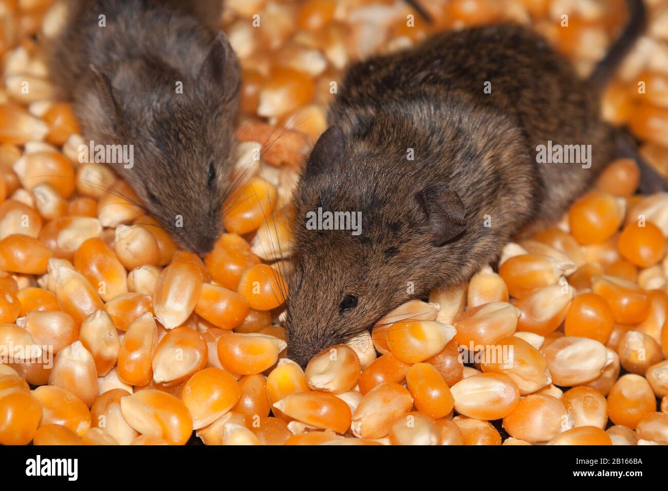Infestation of mice in a pantry Stock Photo Alamy