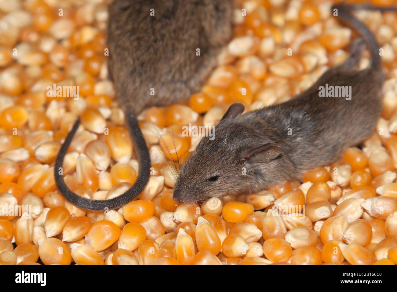 Infestation of mice in a pantry Stock Photo Alamy