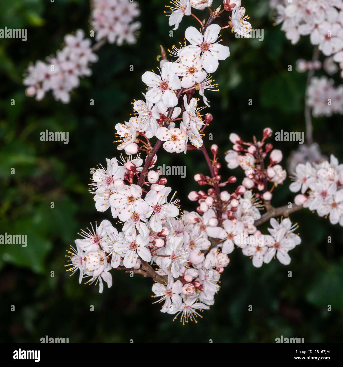 Pink winter flowering ornamental cherry blossom close up. Stock Photo