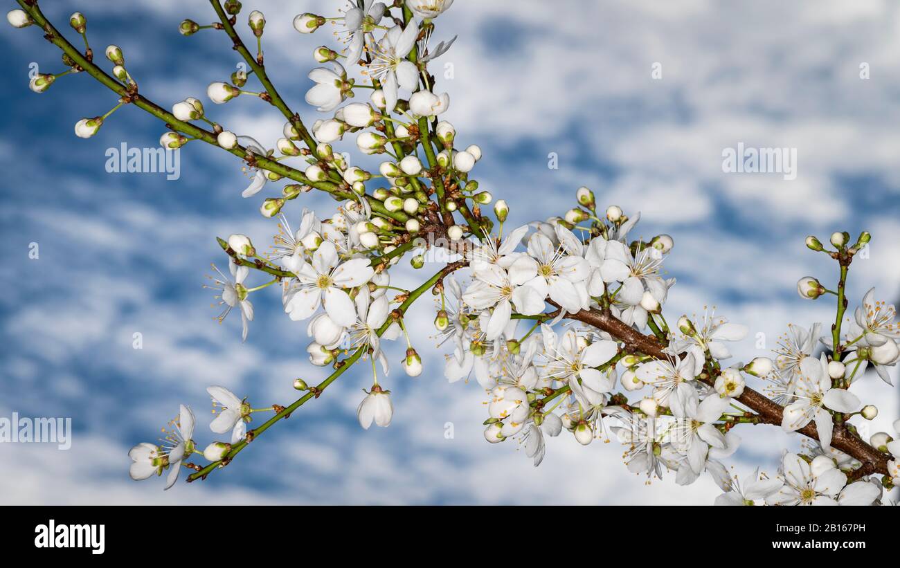 White Winter Flowering Ornamental Cherry Blossom Against A Blue Sky With Clouds Stock Photo Alamy