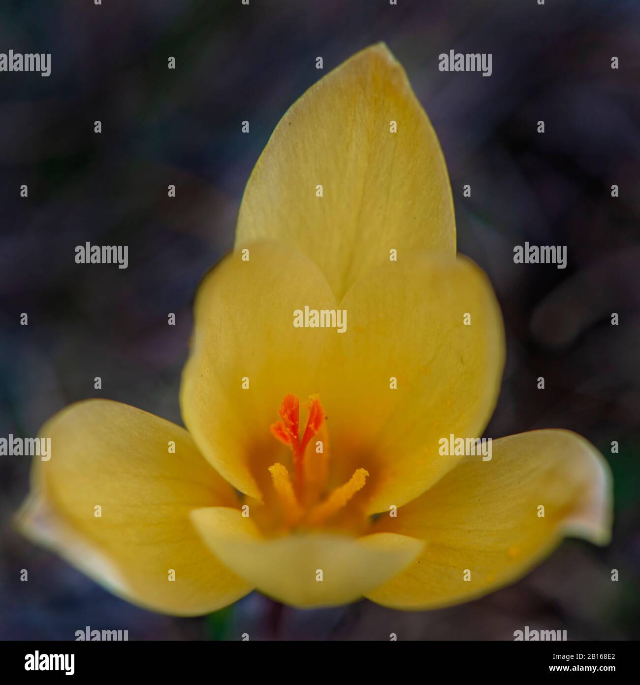 Golden banner wildflower hi-res stock photography and images - Alamy
