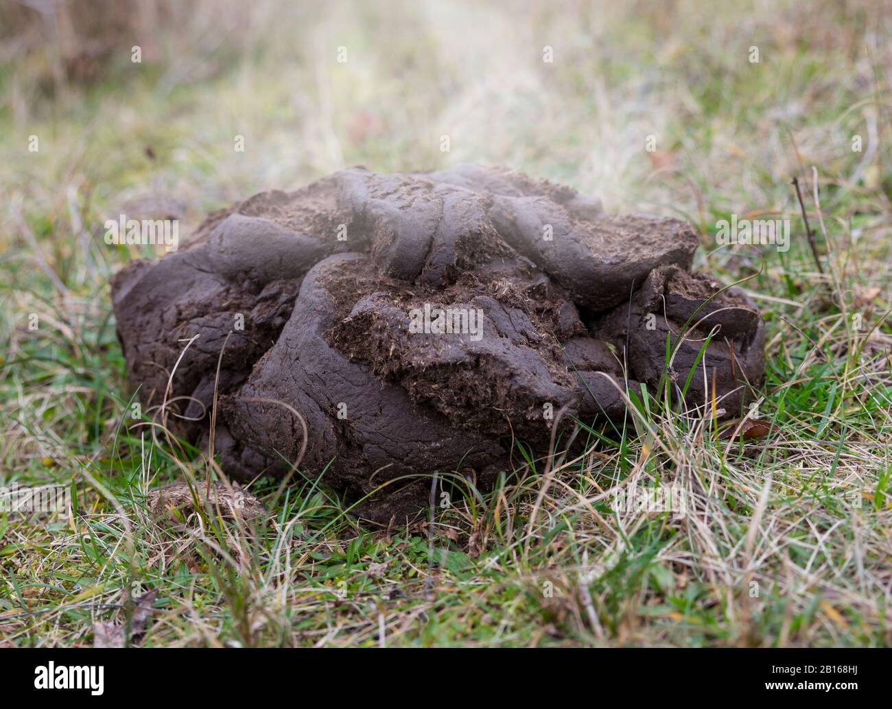 Cattle feces hi-res stock photography and images - Alamy